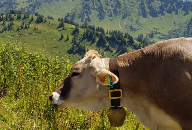 Viehscheid-Wochenende in Thalkirchdorf