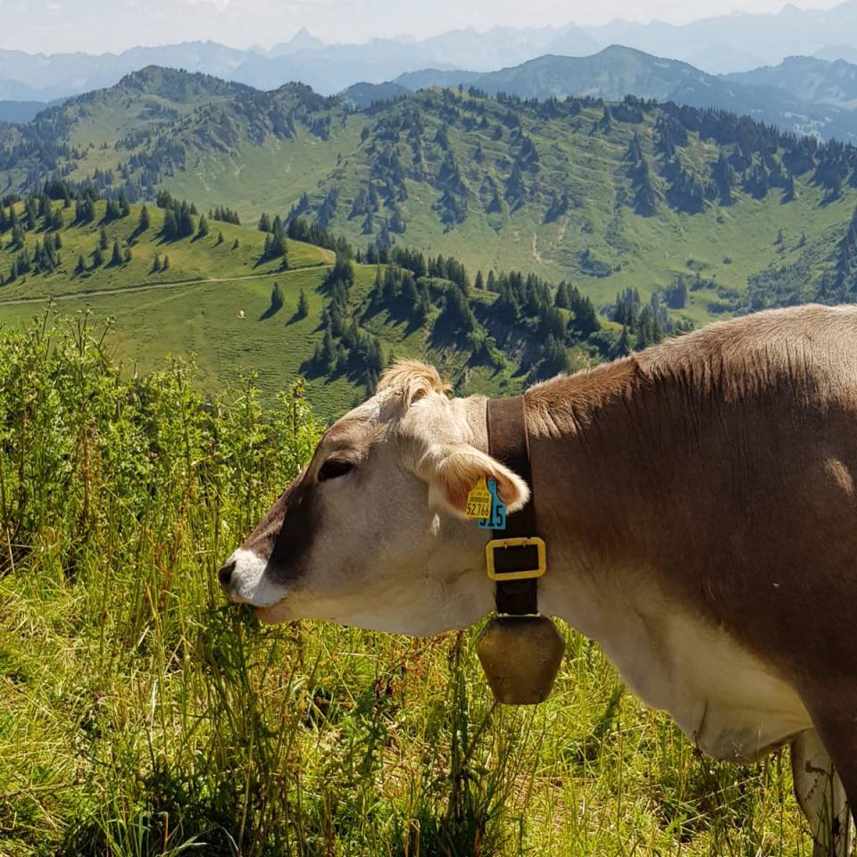 Kuh beim grasen mit Allgäuer Berge